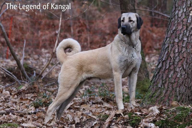 Publication : The Legend Of Kangal