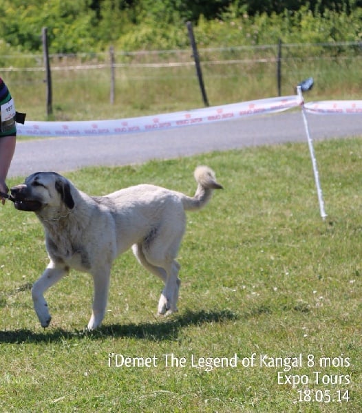 Publication : The Legend Of Kangal Auteur : Antunes Amelle