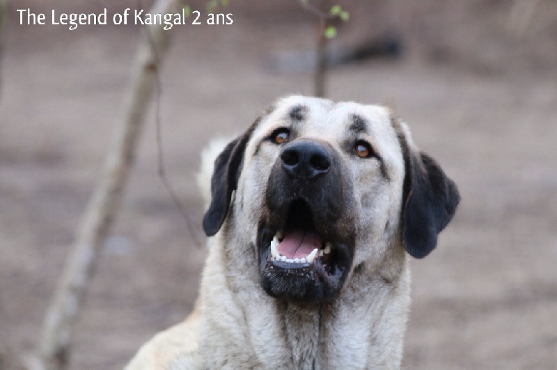 Publication : The Legend Of Kangal