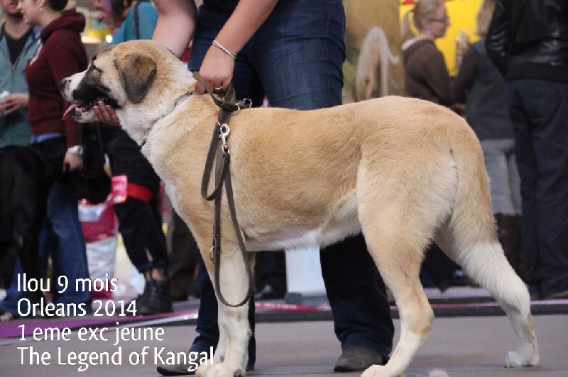 Publication : The Legend Of Kangal