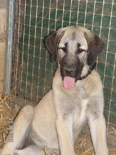 Publication : The Legend Of Kangal