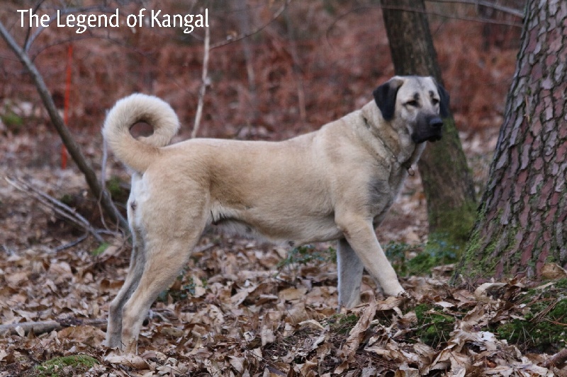Publication : The Legend Of Kangal