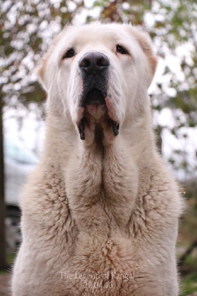 Publication : The Legend Of Kangal Auteur : The Legend of Kangal