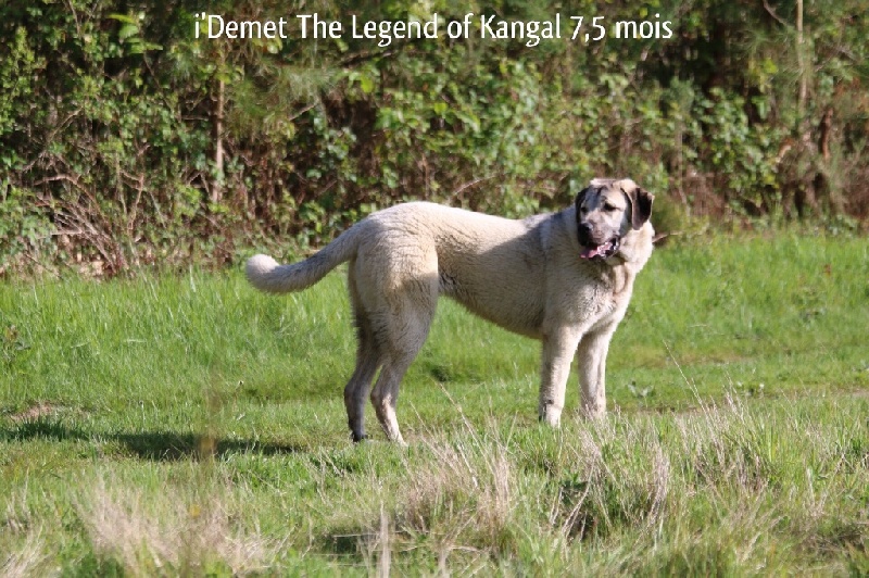Publication : The Legend Of Kangal Auteur : Antunes Amelle