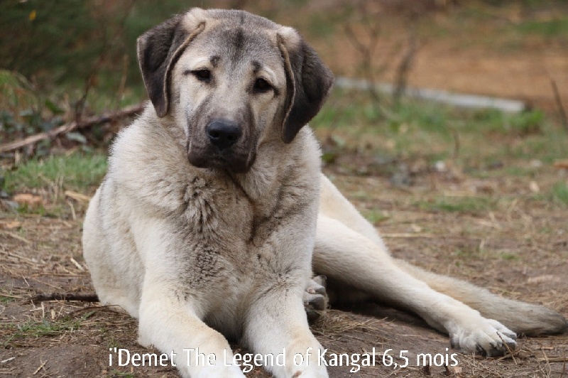 Publication : The Legend Of Kangal Auteur : Antunes Amelle