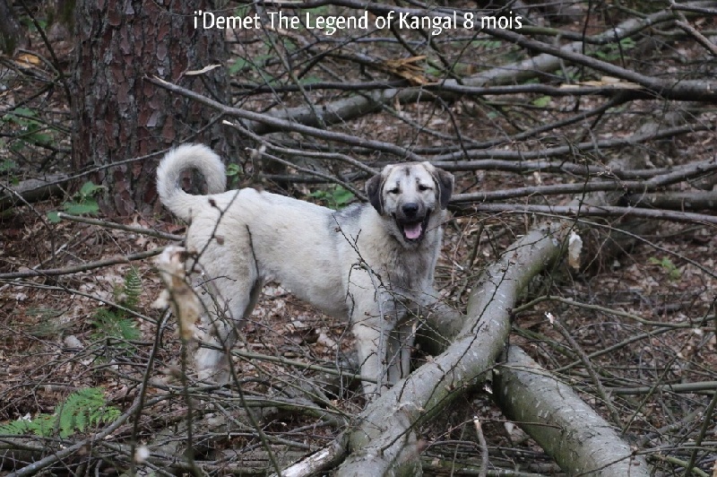 Publication : The Legend Of Kangal Auteur : Antunes Amelle