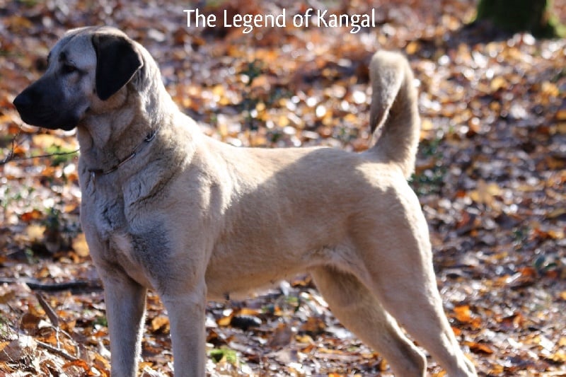 Publication : The Legend Of Kangal