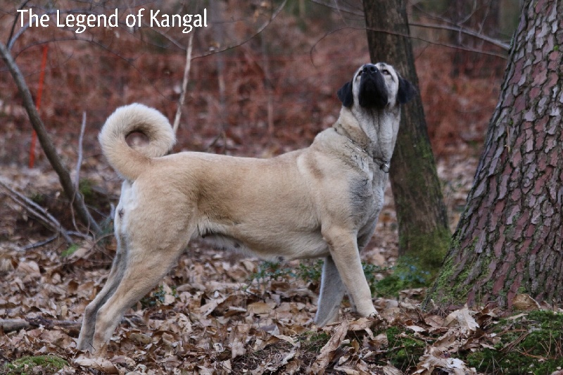 Publication : The Legend Of Kangal
