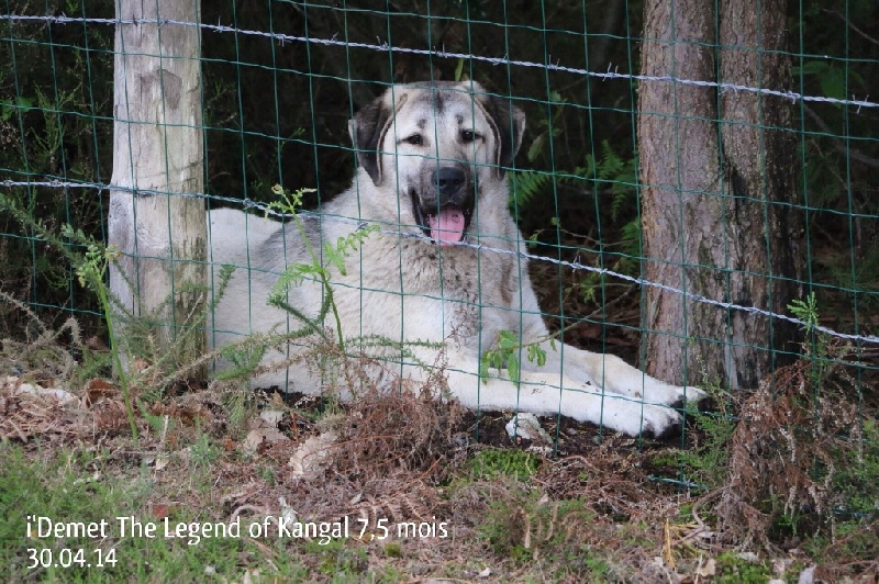 Publication : The Legend Of Kangal Auteur : Antunes Amelle
