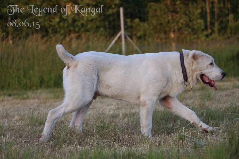 Publication : The Legend Of Kangal Auteur : The Legend of Kangal