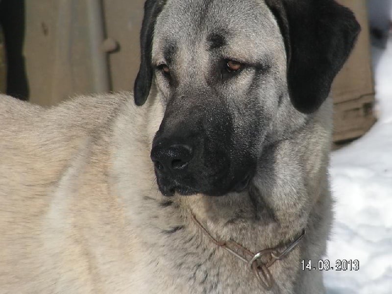 Publication : The Legend Of Kangal