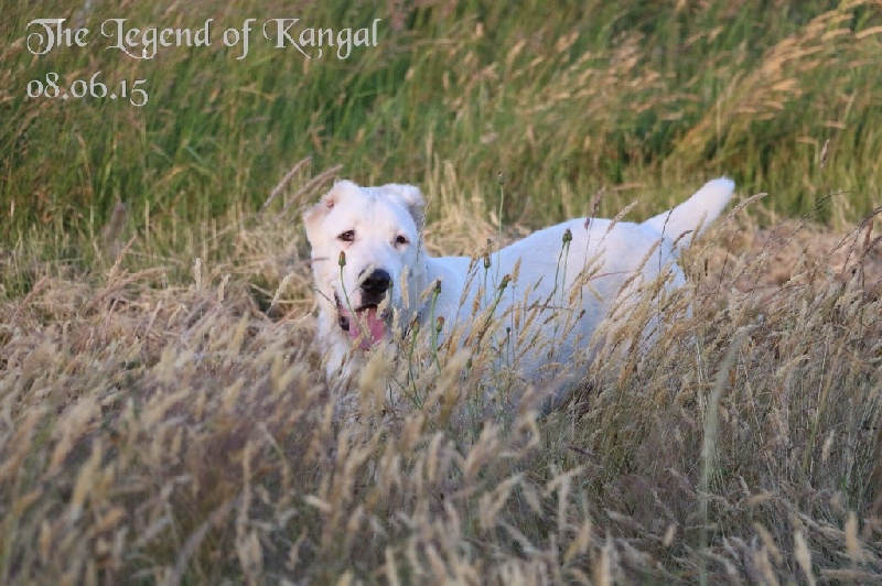 Publication : The Legend Of Kangal Auteur : The Legend of Kangal