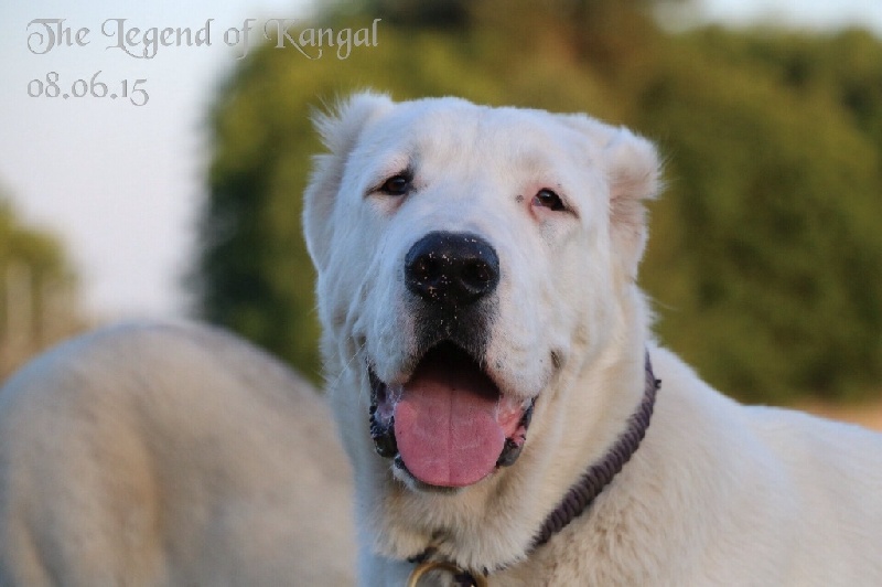 Publication : The Legend Of Kangal Auteur : The Legend of Kangal