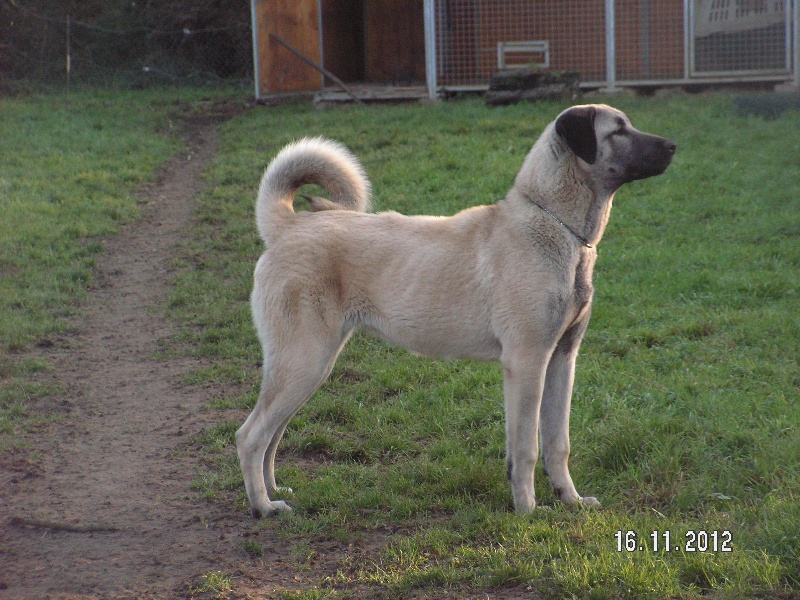 Publication : The Legend Of Kangal