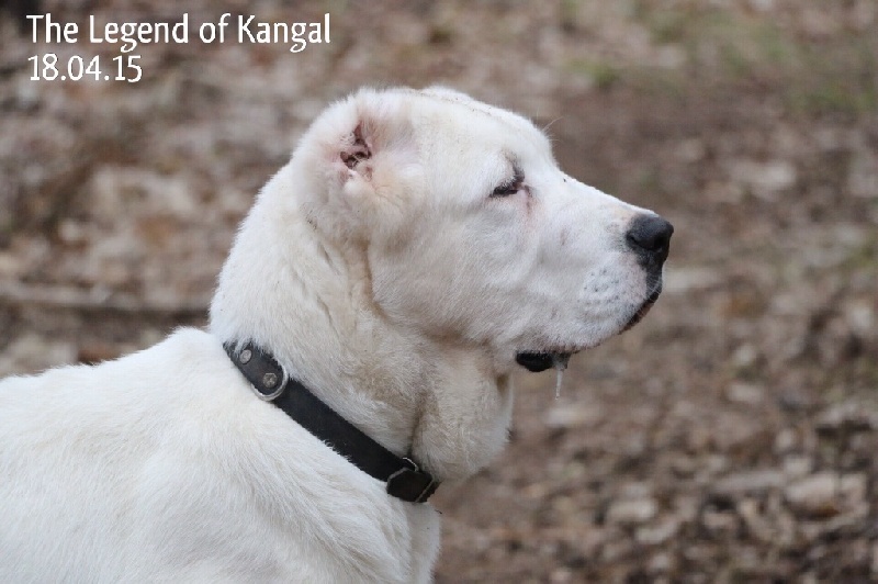 Publication : The Legend Of Kangal Auteur : The Legend of Kangal