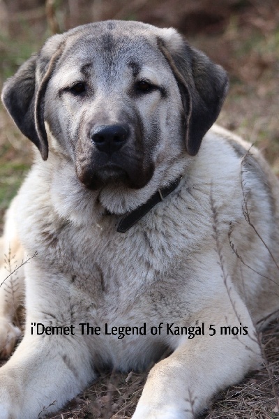 Publication : The Legend Of Kangal Auteur : Antunes Amelle