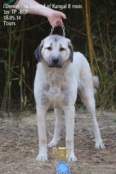 Publication : The Legend Of Kangal Auteur : Antunes Amelle