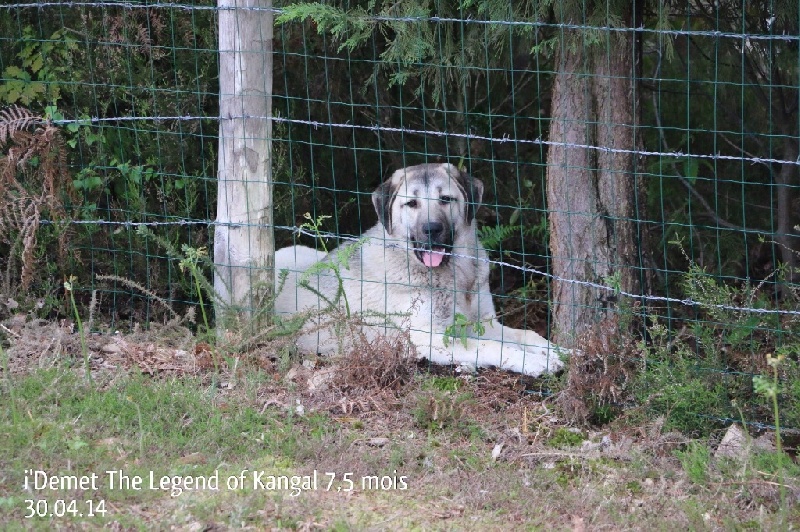 Publication : The Legend Of Kangal Auteur : Antunes Amelle