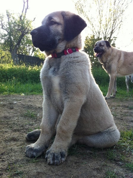 Publication : The Legend Of Kangal