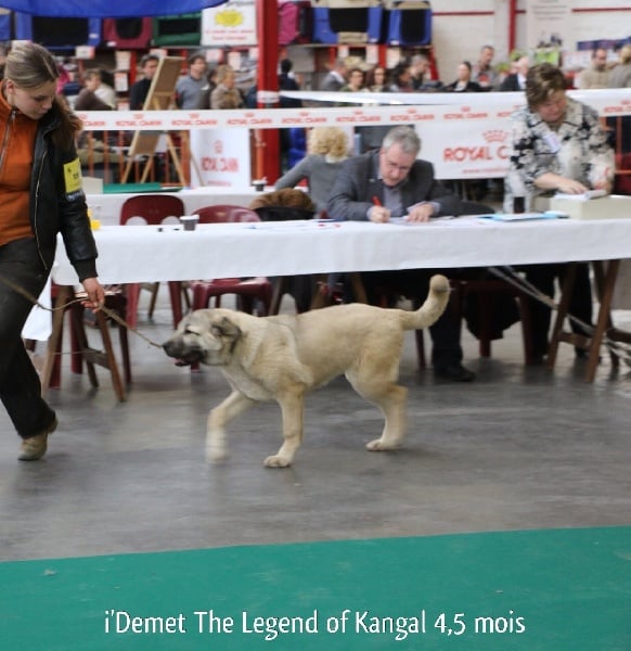 Publication : The Legend Of Kangal Auteur : Antunes Amelle
