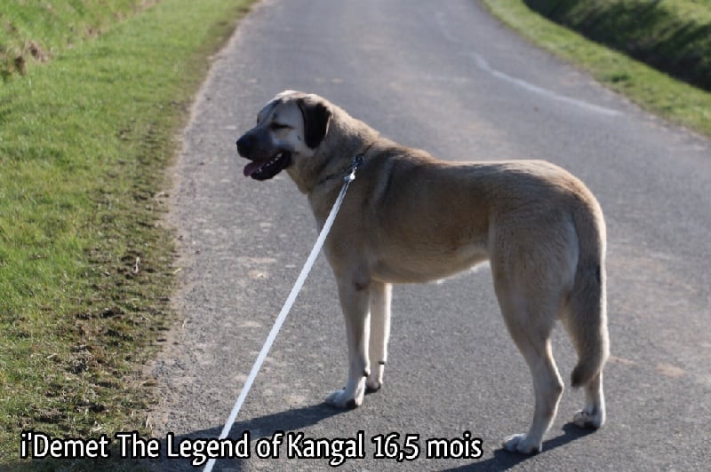 Publication : The Legend Of Kangal Auteur : Antunes Amelle