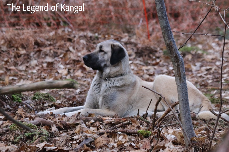 Publication : The Legend Of Kangal