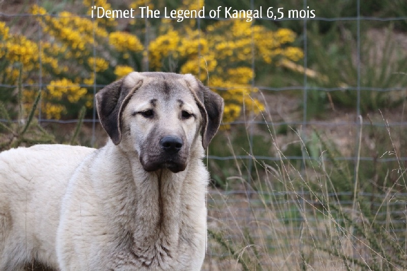 Publication : The Legend Of Kangal Auteur : Antunes Amelle