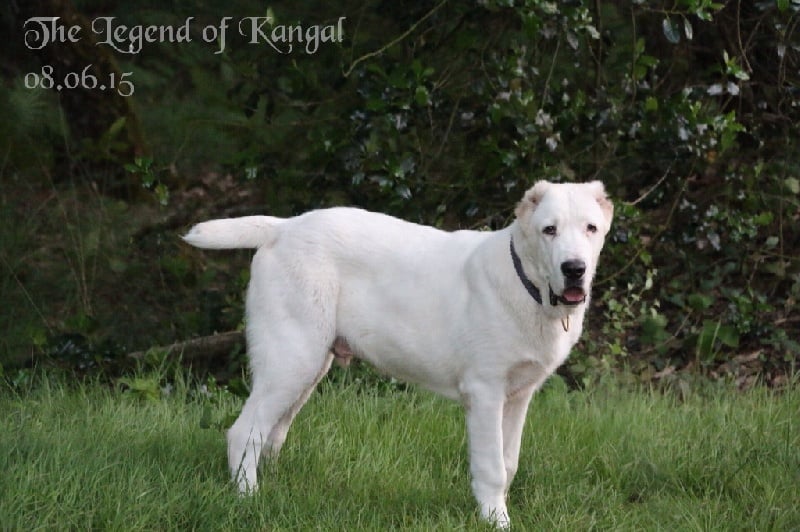 Publication : The Legend Of Kangal Auteur : The Legend of Kangal