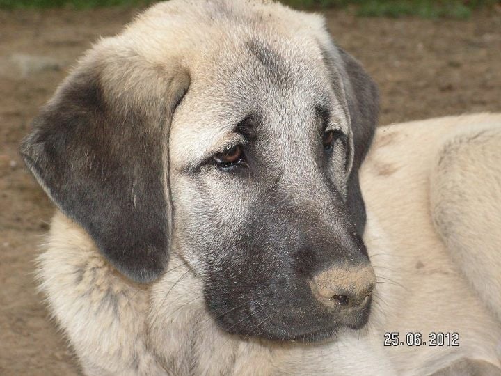 Publication : The Legend Of Kangal