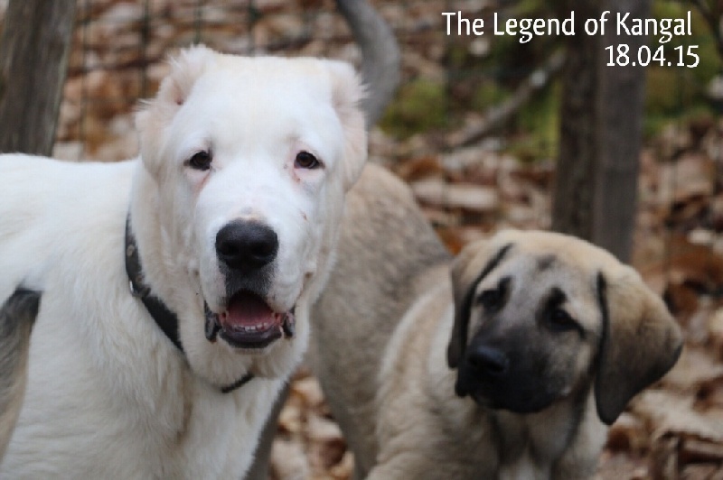 Publication : The Legend Of Kangal Auteur : The Legend of Kangal