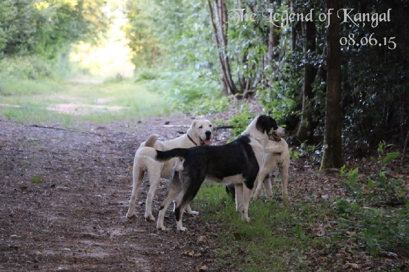 Publication : The Legend Of Kangal Auteur : The Legend of Kangal
