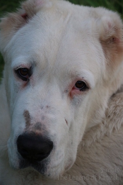 Publication : The Legend Of Kangal Auteur : The Legend of Kangal