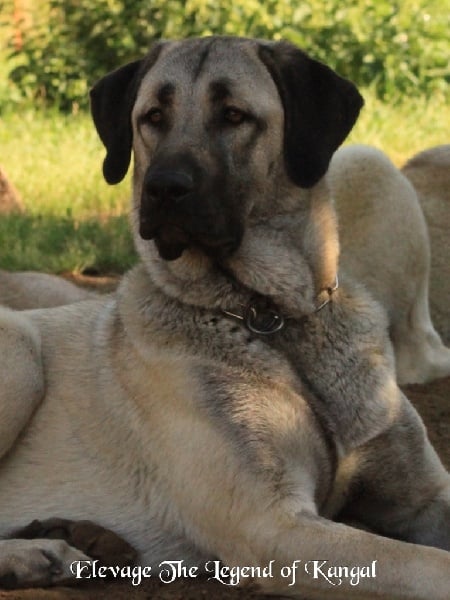 Publication : The Legend Of Kangal