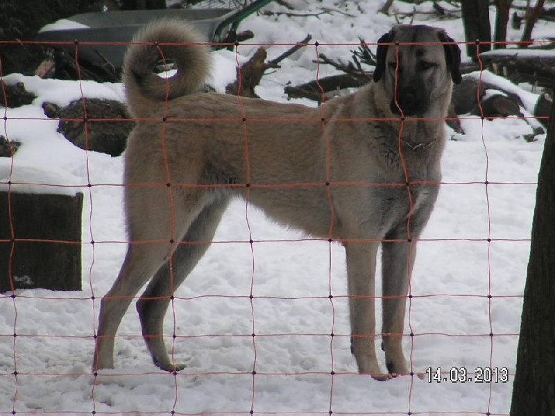 Publication : The Legend Of Kangal