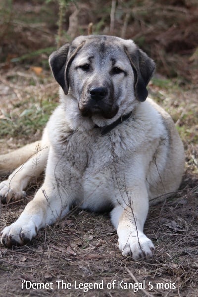 Publication : The Legend Of Kangal Auteur : Antunes Amelle