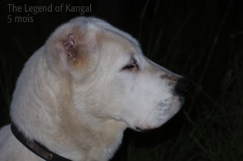 Publication : The Legend Of Kangal Auteur : The Legend of Kangal