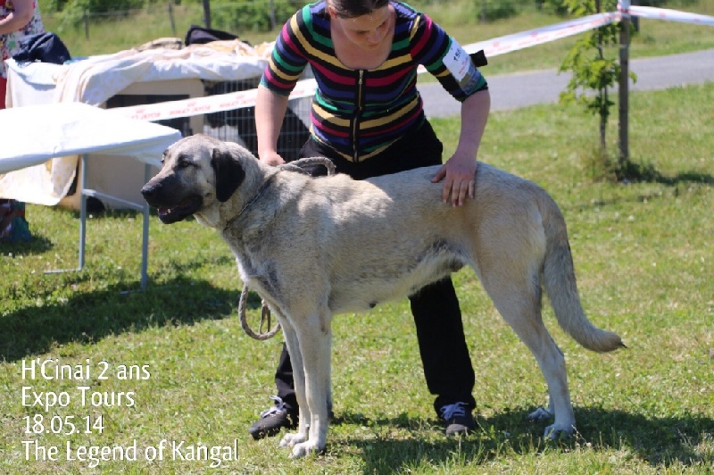 Publication : The Legend Of Kangal