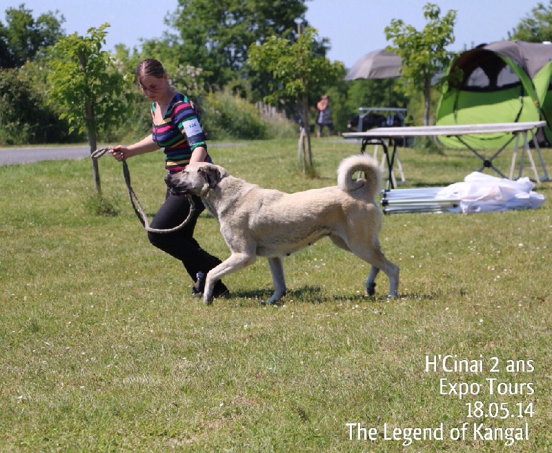 Publication : The Legend Of Kangal