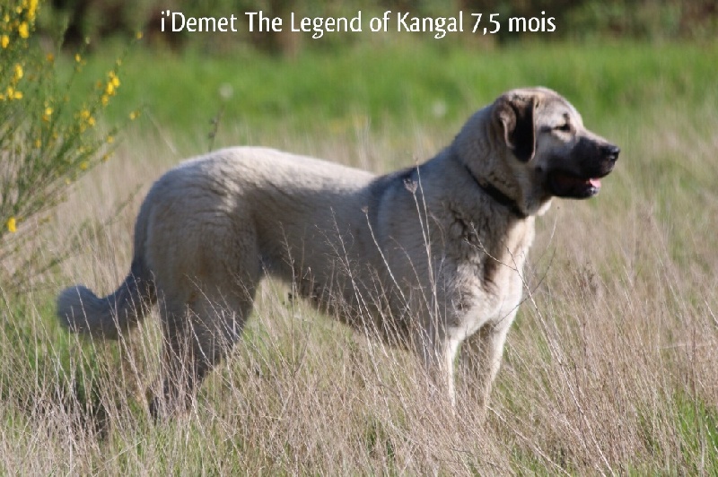 Publication : The Legend Of Kangal Auteur : Antunes Amelle
