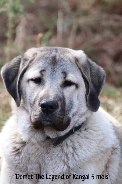 Publication : The Legend Of Kangal Auteur : Antunes Amelle