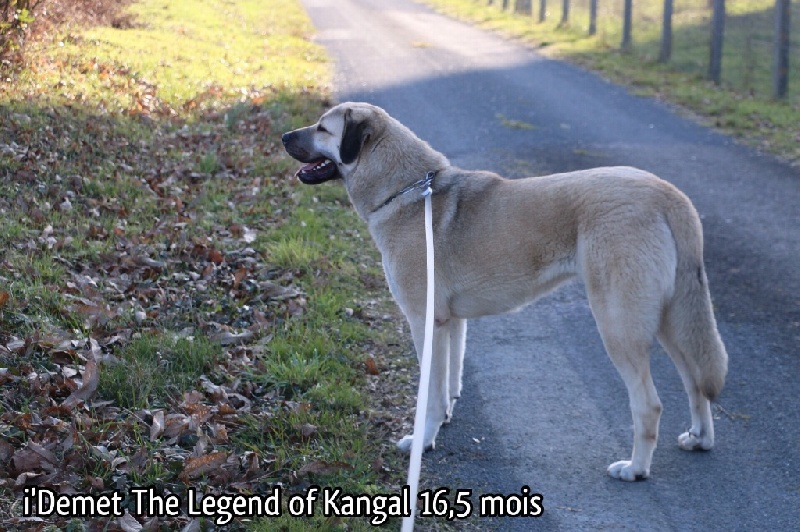 Publication : The Legend Of Kangal Auteur : Antunes Amelle