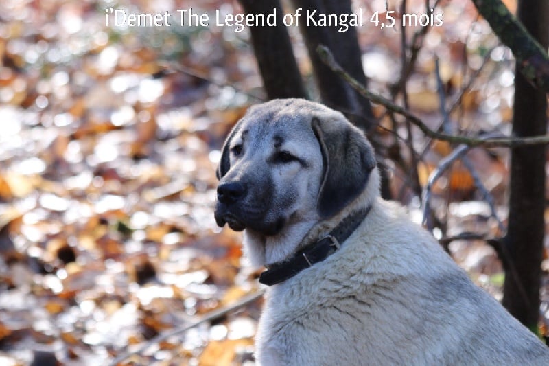 Publication : The Legend Of Kangal Auteur : Antunes Amelle