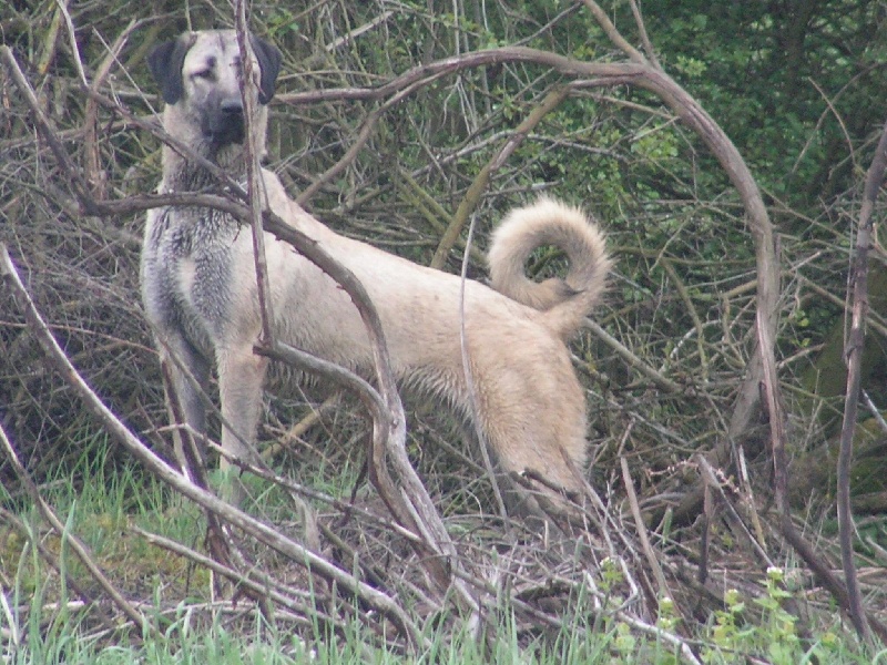 Publication : The Legend Of Kangal