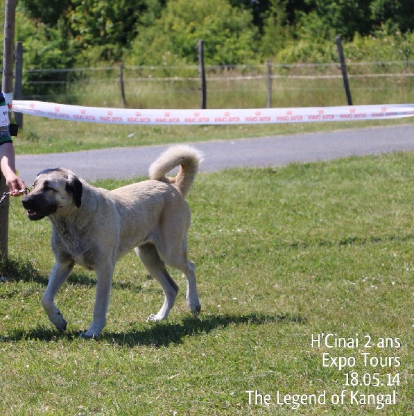 Publication : The Legend Of Kangal