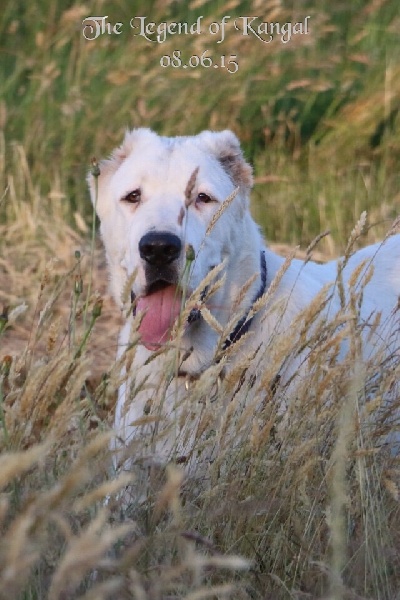 Publication : The Legend Of Kangal Auteur : The Legend of Kangal