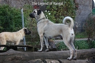 Publication : The Legend Of Kangal