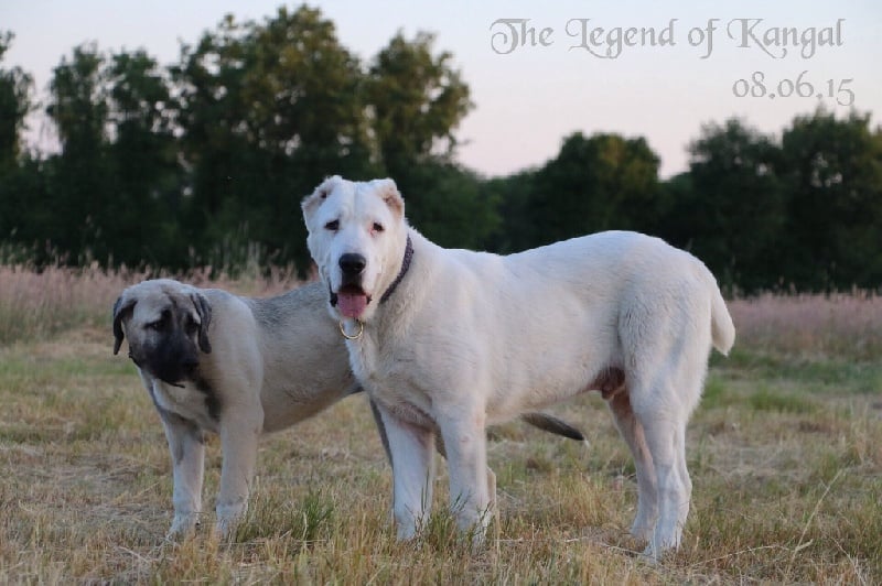 Publication : The Legend Of Kangal Auteur : The Legend of Kangal