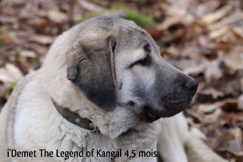 Publication : The Legend Of Kangal Auteur : Antunes Amelle