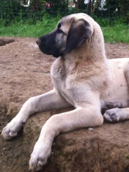 Publication : The Legend Of Kangal