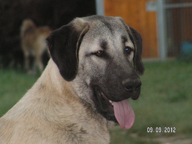 Publication : The Legend Of Kangal